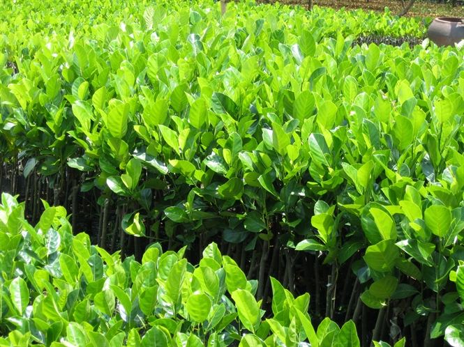 08-25-38 cy-giong-cht-luong-cu-ho-thnh-vien-htx-luon-duoc-khch-hng-tin-tuong-