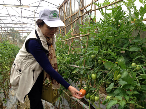 147134498064801-dv-phu